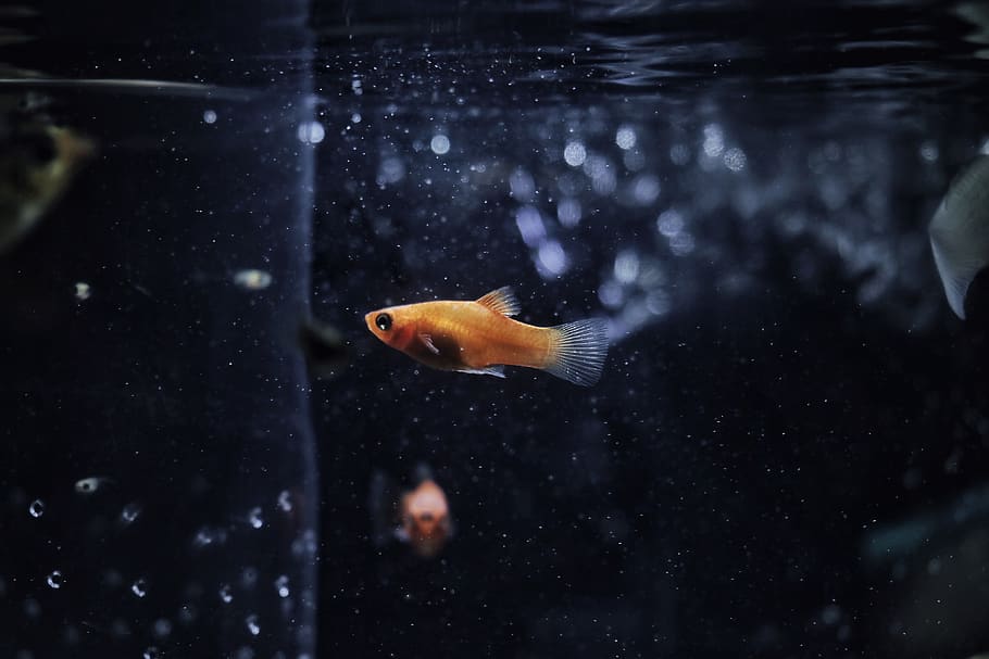 orange guppy fish, animal, goldfish, water, sea life, aquarium, HD wallpaper