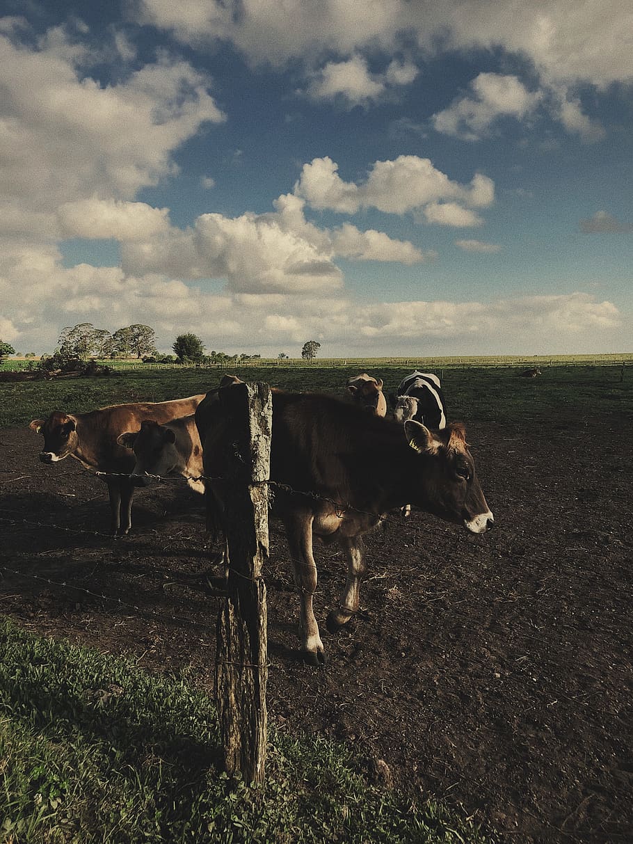 Person Showing Herd of Cows, animals, bull, cattle, clouds, farm HD wallpaper
