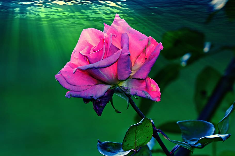 HD wallpaper: rose, flower, plant, petal, pink, leaf, water, under water |  Wallpaper Flare
