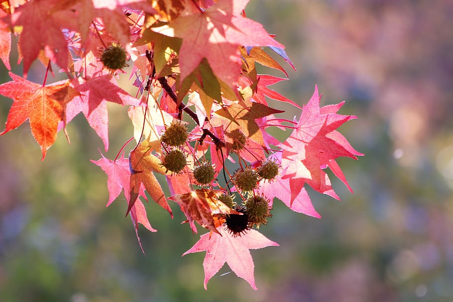 maple, acer, red leaves, branch, tree, autumn, colorful, season, HD wallpaper