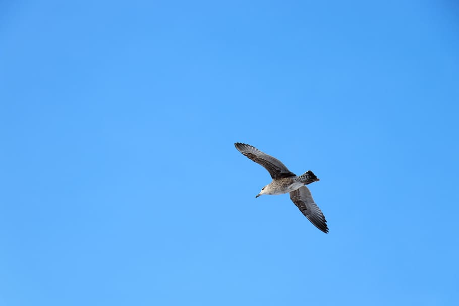 sky, background, bird, flight, blue, net, blank, color, open space HD wallpaper