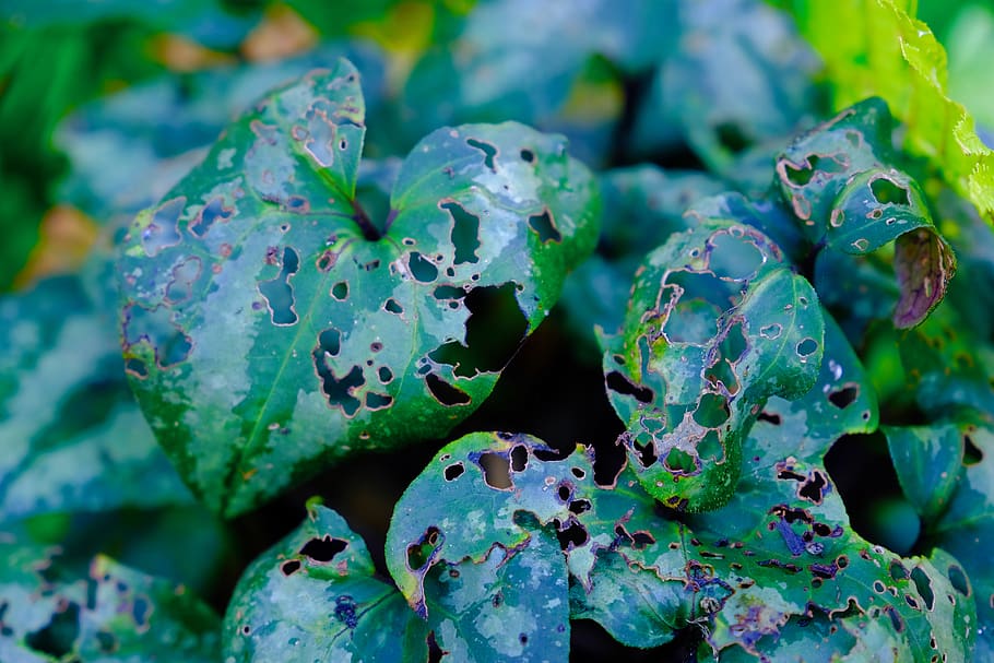 green color, plant, close-up, beauty in nature, growth, leaf HD wallpaper
