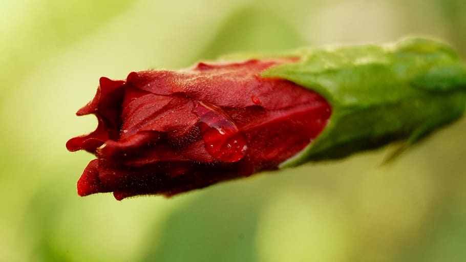flower, macro, close-up, red, plant, freshness, no people, flowering plant HD wallpaper