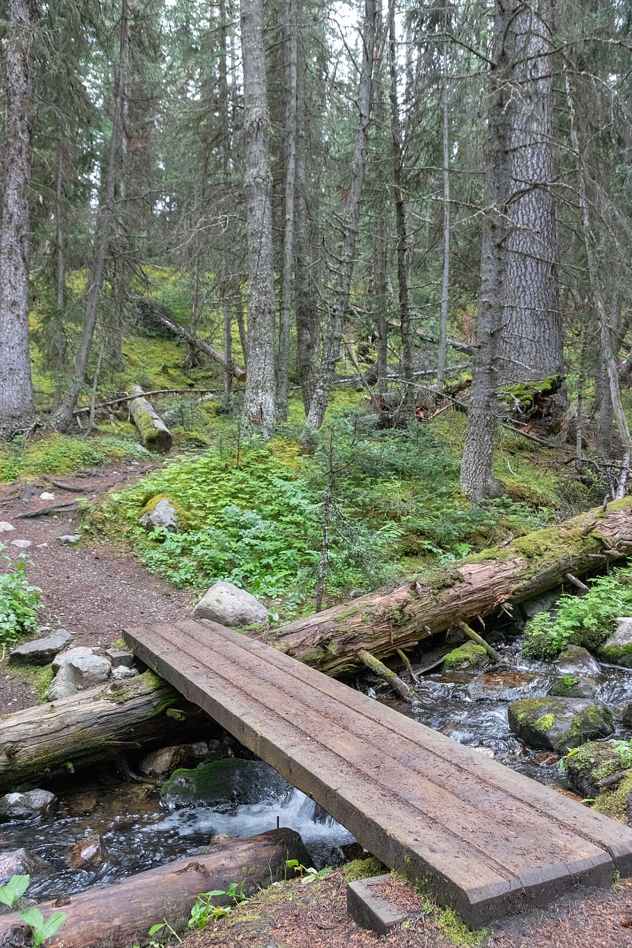 canada, lake o'hara lodge, trail, hiking, stream, forest, foot bridge, HD wallpaper
