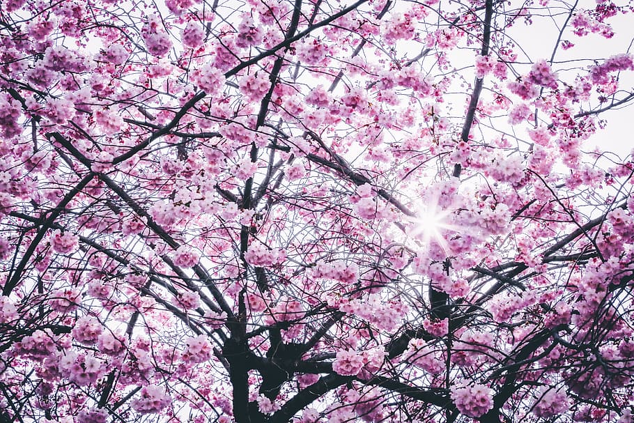 Pink Flowers Tree, bloom, branches, cherry blossom, flora, nature HD wallpaper