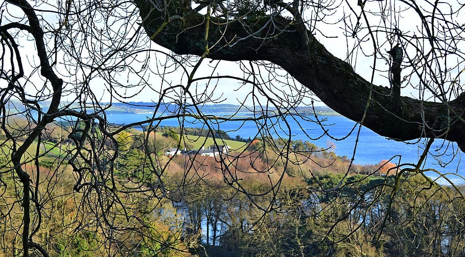 tree, plant, branch, water, bare tree, nature, day, tranquility HD wallpaper