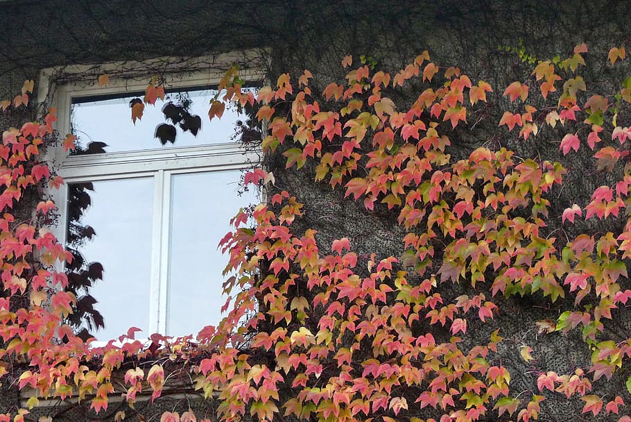 window, autumn, light, house, foliage, plant, real people, day HD wallpaper