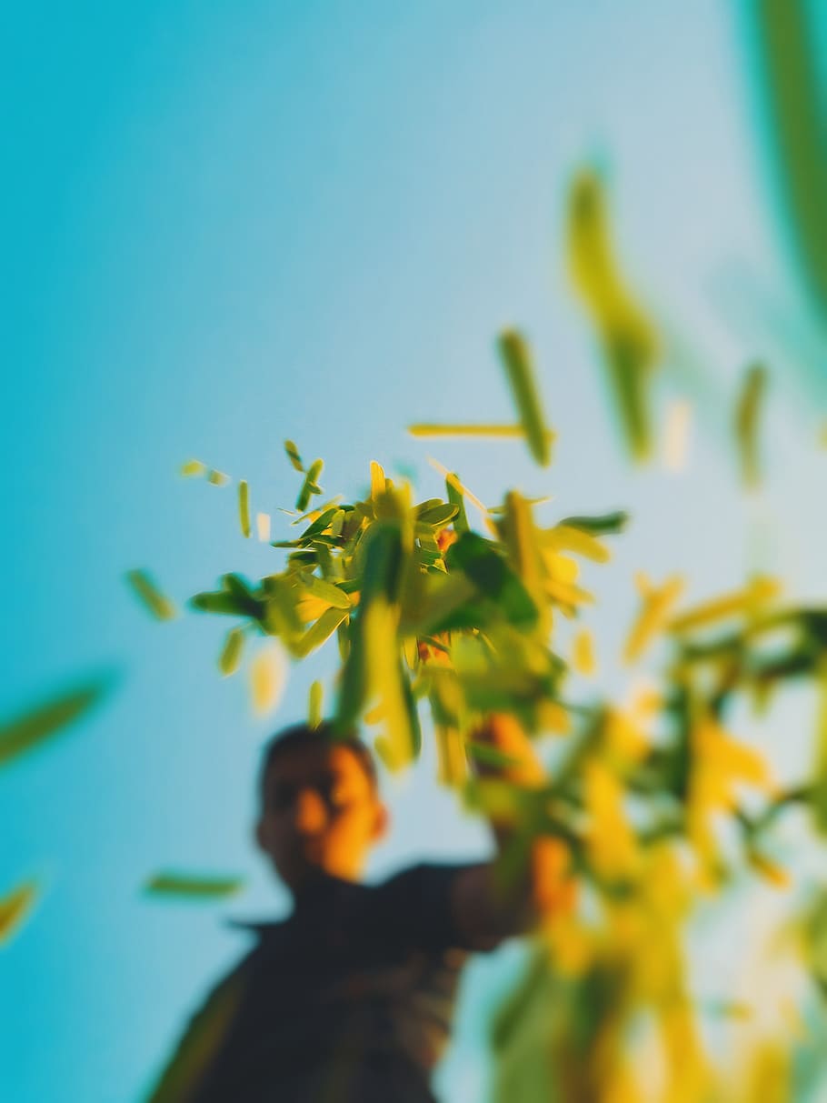 Selective Focus Photo of Man Dropping Grasses, blue, blur, color HD wallpaper