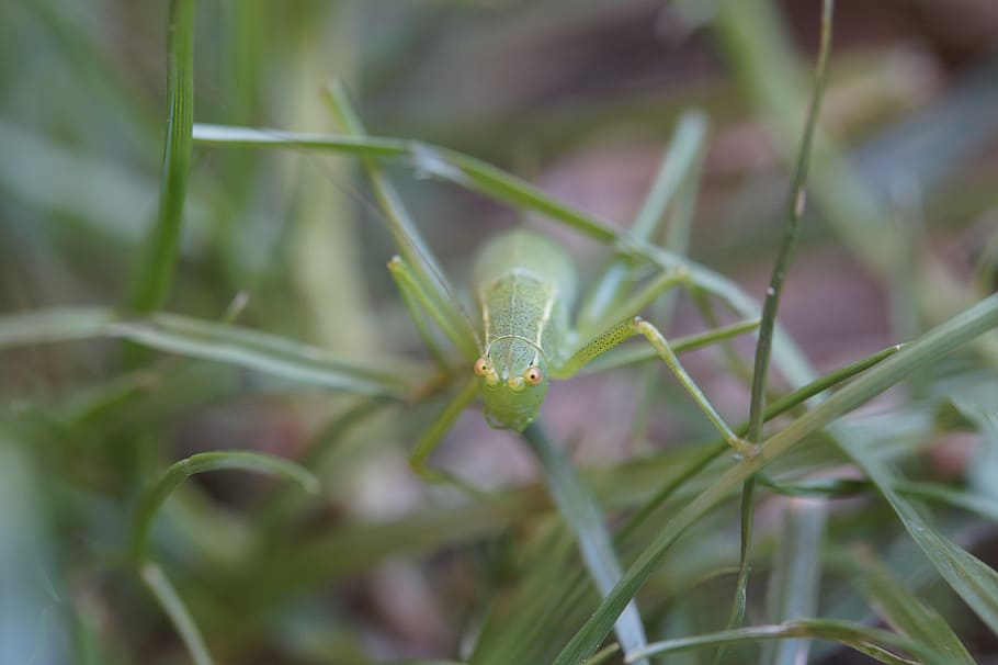 grasshopper, insect, meadow, close up, macro, viridissima, animal HD wallpaper