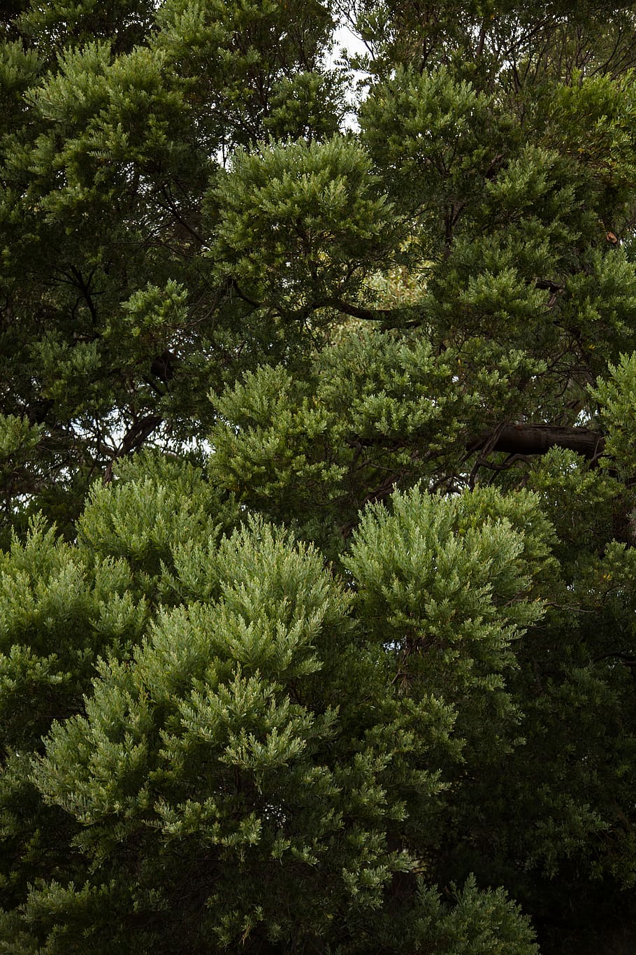 australia, melbourne, green, branches, trees, lighting, afternoon HD wallpaper