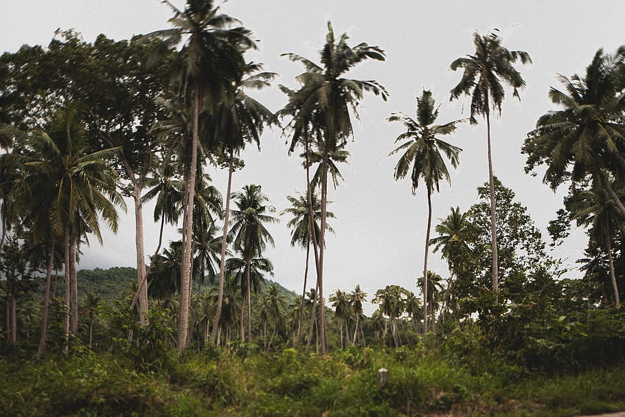 Coconut Trees, blue sky, clear sky, coconuts, daylight, daytime HD wallpaper