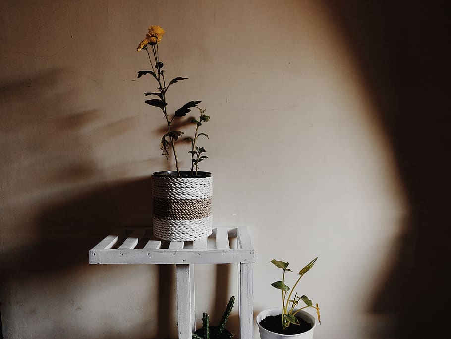 Yellow-petaled Flower Placed on Pot, delicate, flora, flowerpot HD wallpaper