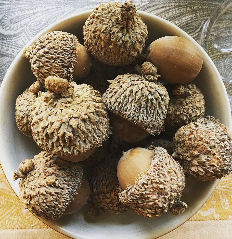 acorns, winter, bowl, freshness, still life, food and drink HD wallpaper