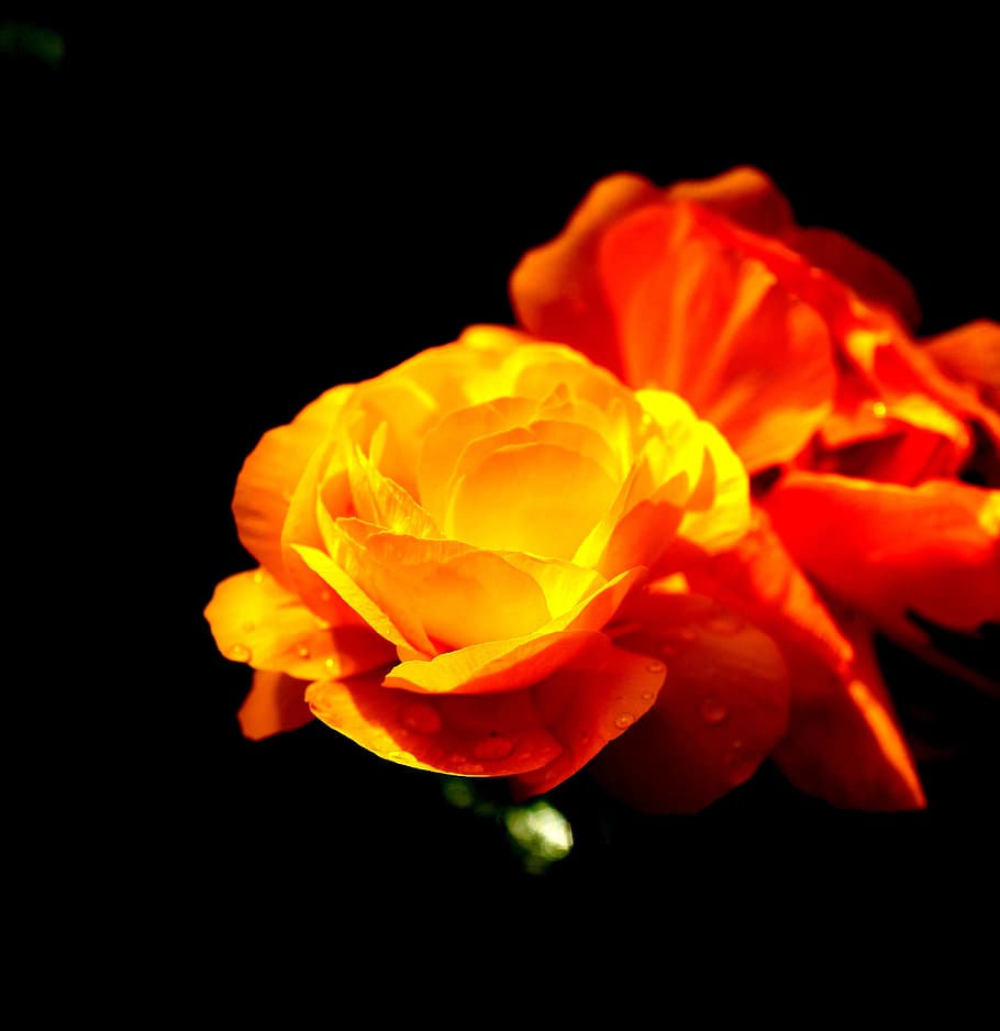 flower, summer, nature, red, buatiful, yellow, flowers, plants HD wallpaper