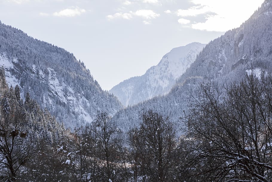 winter, forest, trees, landscape, photography, nature, mountains HD wallpaper