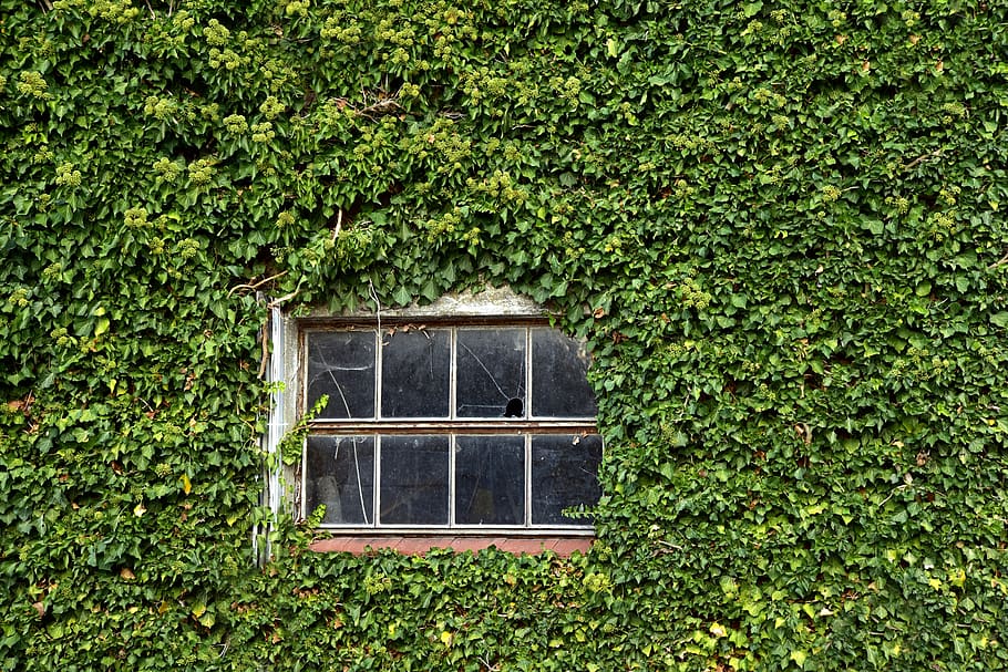 window, old, wall, overgrown, green, leaves, rural, bavaria, HD wallpaper