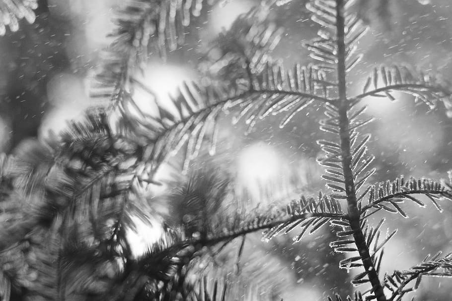 trees, forest, winter, snow, motion, snowstorm, nature, bokeh HD wallpaper