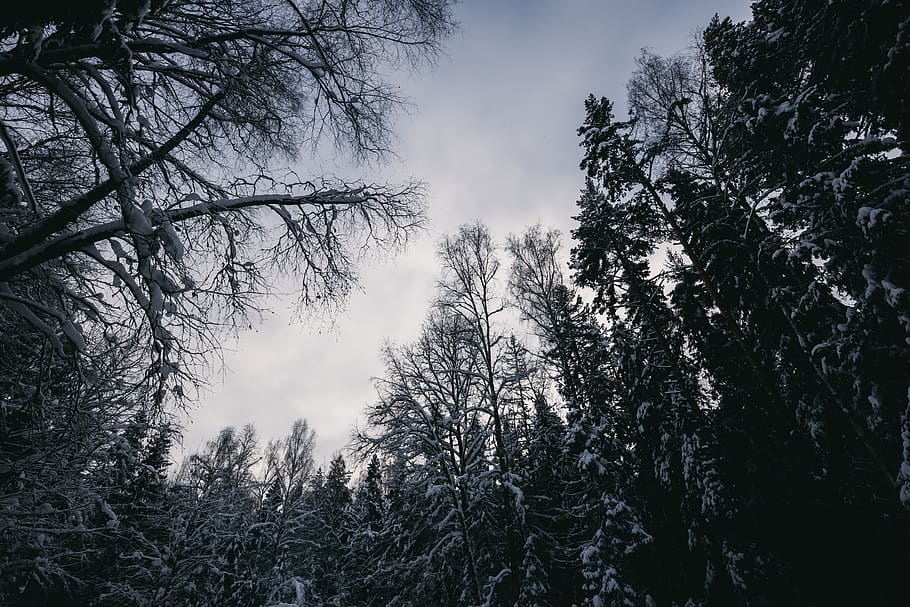 landscape, winter, forest, sky, tree, plant, beauty in nature HD wallpaper