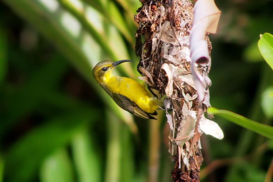 sunbird, wild, olive-back, nest, building, outdoor, nature HD wallpaper
