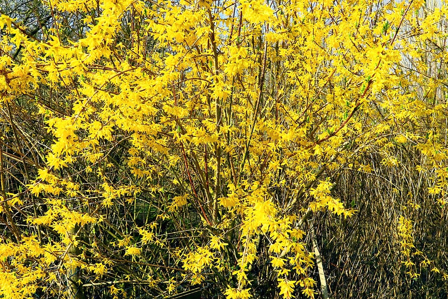 Forsythia 1080P, 2K, 4K, 5K HD wallpapers free download | Wallpaper Flare