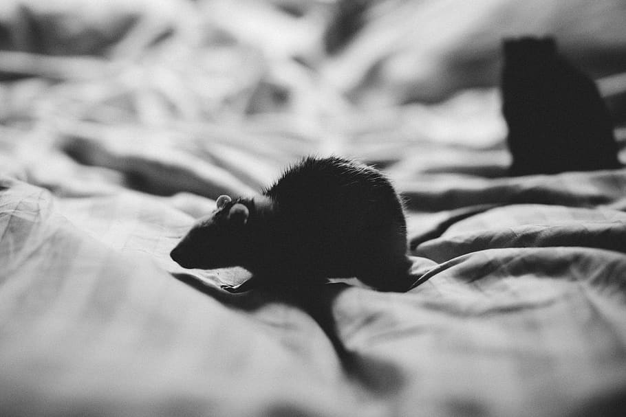 Grey Scale Photo of Mouse in Textile, animals, bed, black and white HD wallpaper
