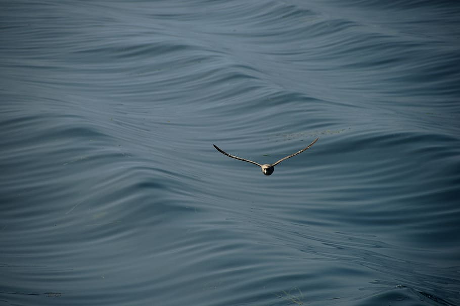 seagull, wave, ocean, animal, bird, water, flight, wildlife HD wallpaper