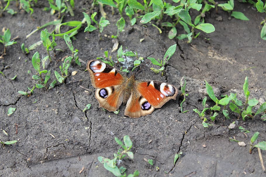butterfly, soil, peacock, wings, insect, nature, summer, animal themes HD wallpaper