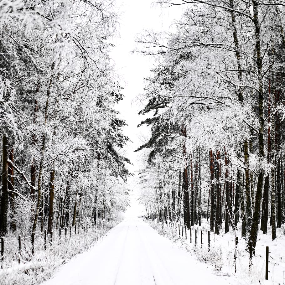 pathway between trees covered with snow, cold temperature, plant HD wallpaper