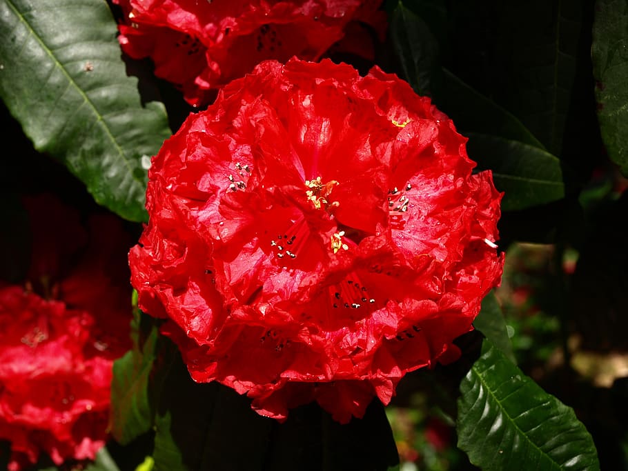 flower, red, bloom, nature, brilliant, beauty in nature, flowering plant HD wallpaper