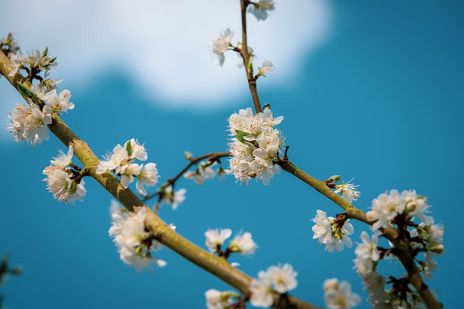 flower, white, blue, sky, blossom, tree, flowering plant, fragility HD wallpaper