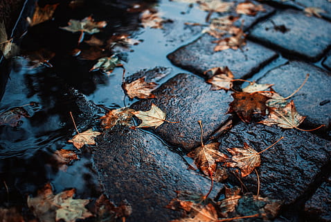 brown leaf on floor during rain, puddle, cobblestone, sidewalk HD wallpaper