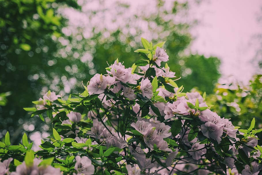 rhododendron, 杜鹃花, flower, flowering plant, freshness, HD wallpaper