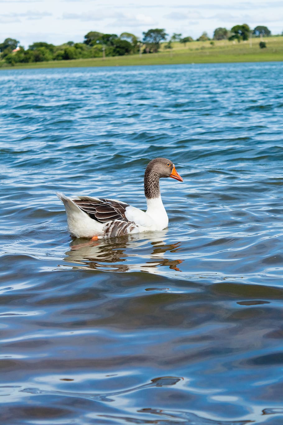 water, duck, river, lake, animals in the wild, bird, animal themes HD wallpaper