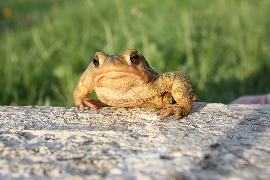 france, vars, beaumont, toad, animal, nature, animal themes HD wallpaper