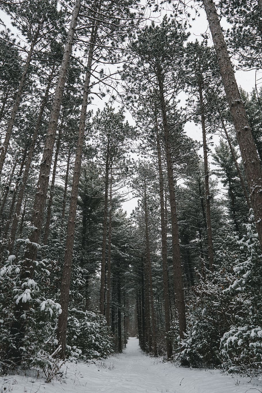 tree, plant, forest, snow, land, winter, cold temperature, beauty in nature HD wallpaper
