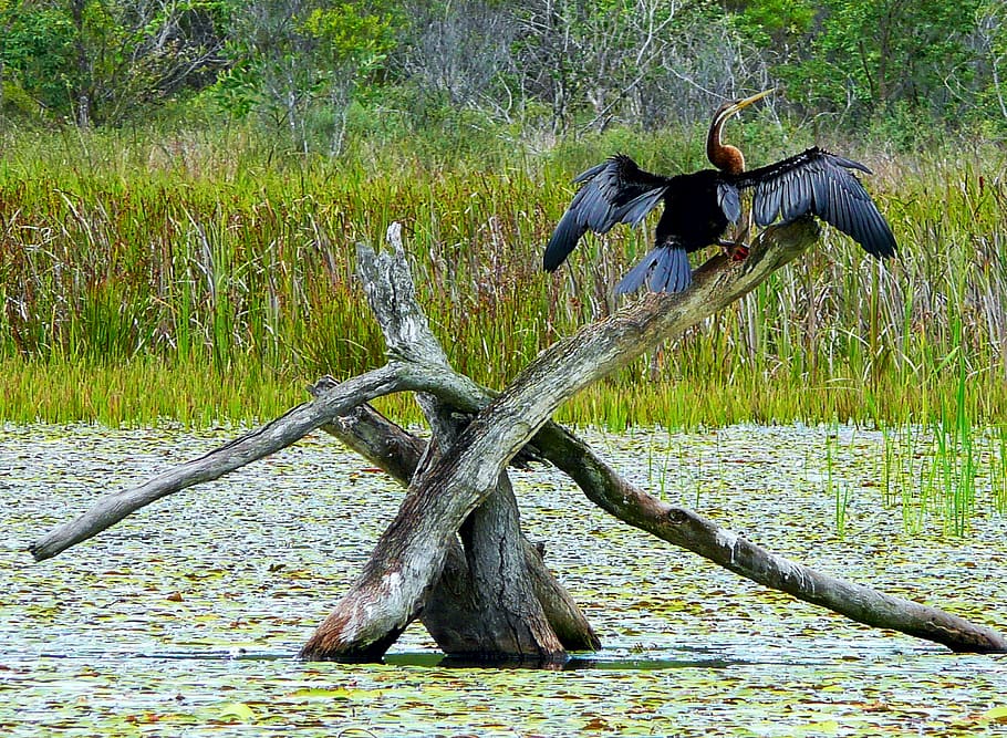 bird, animal wildlife, animals in the wild, animal themes, vertebrate HD wallpaper