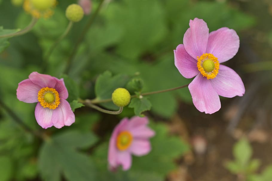 anemone japanese, anemone japonica, flower, nature, flowers
