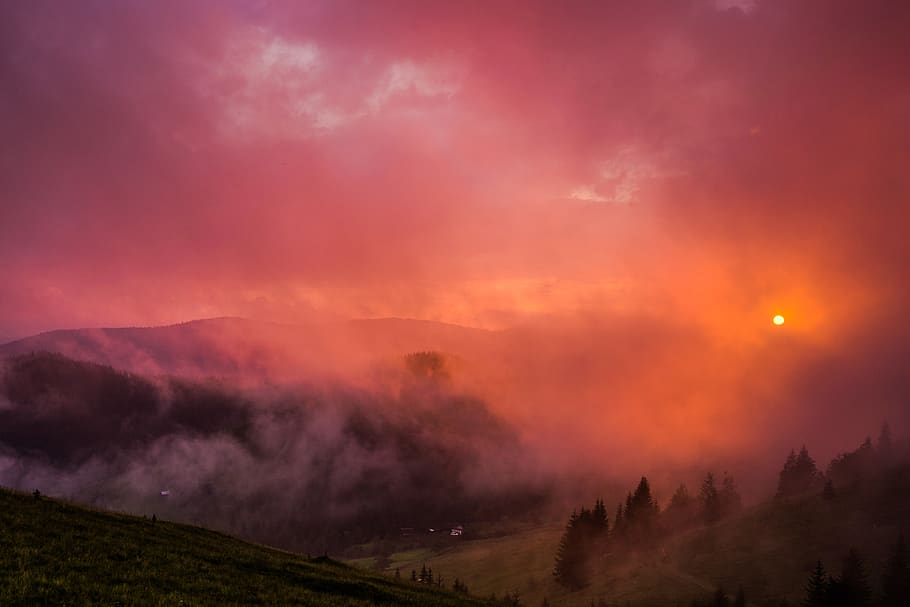 trees during golden hour, sky, scenics - nature, environment HD wallpaper