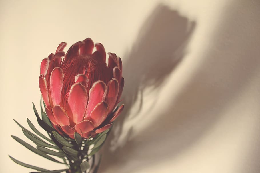 protea, flowers, shadow, pink, nature, plant, flowering plant HD wallpaper
