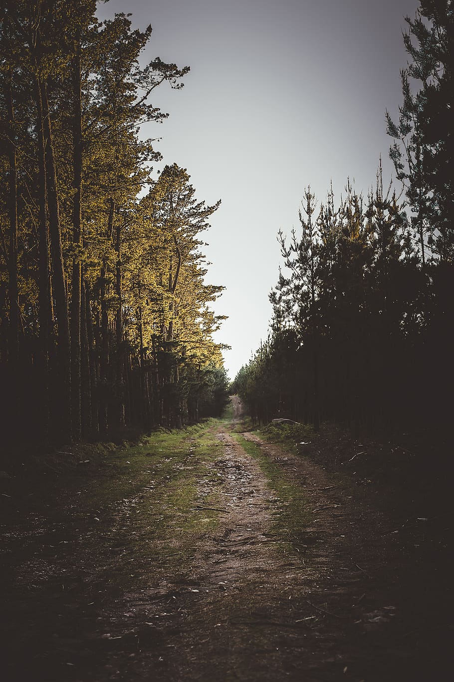 tree, plant, direction, the way forward, tranquility, growth HD wallpaper