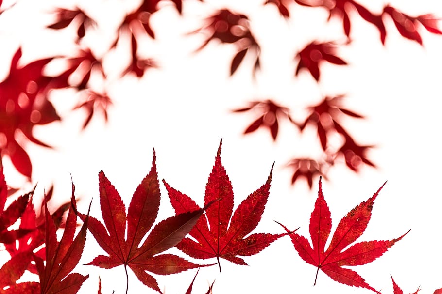 red, maple, plant part, leaf, close-up, autumn, no people, change HD wallpaper