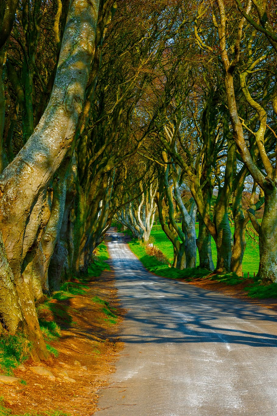 trees, dark hedges, ireland, road, mysterious, pathway, mystical