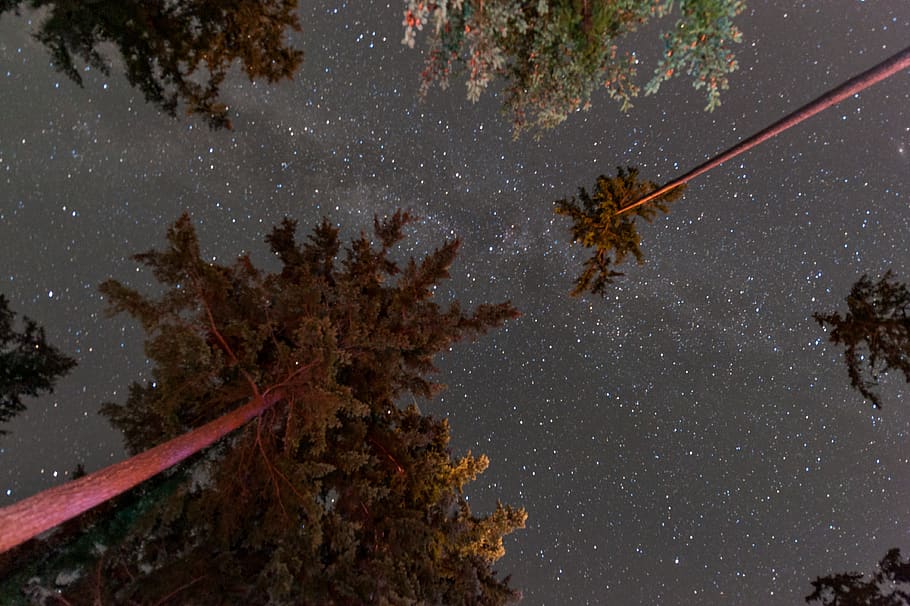 destination, goal, dream, night, view, tree, star, plant, nature HD wallpaper
