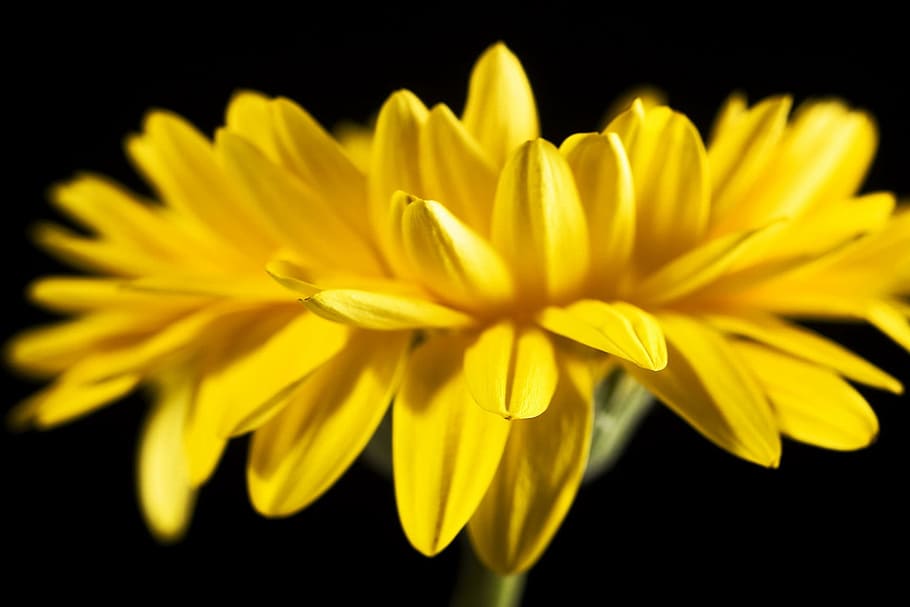 beautiful, yellow, gerbera, stem, isolated, black, closeup HD wallpaper