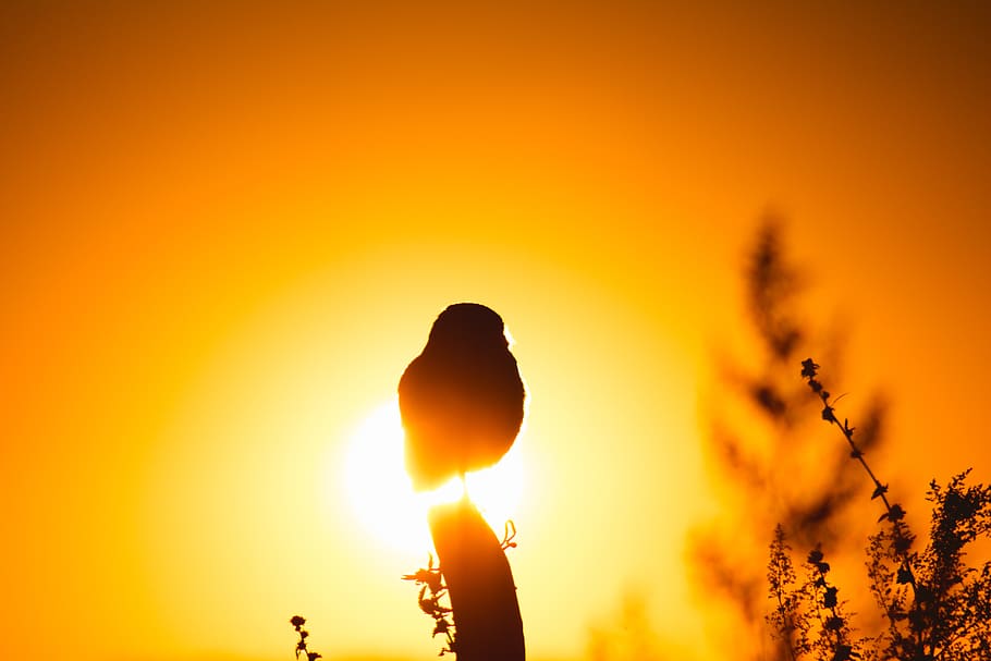 light, flare, sunlight, argentina, nature, outdoors, sunset HD wallpaper