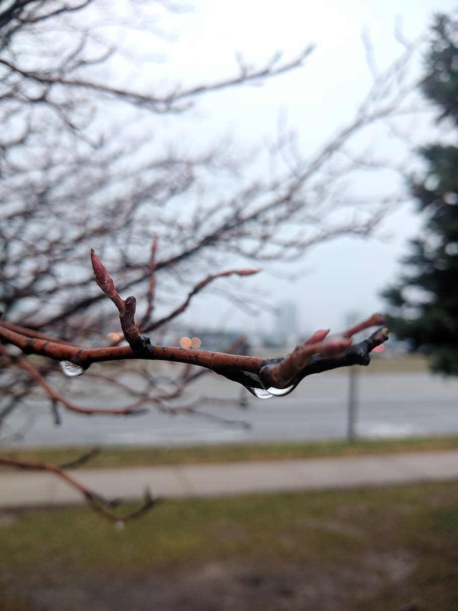 canada, mississauga, tree, plant, branch, focus on foreground HD wallpaper