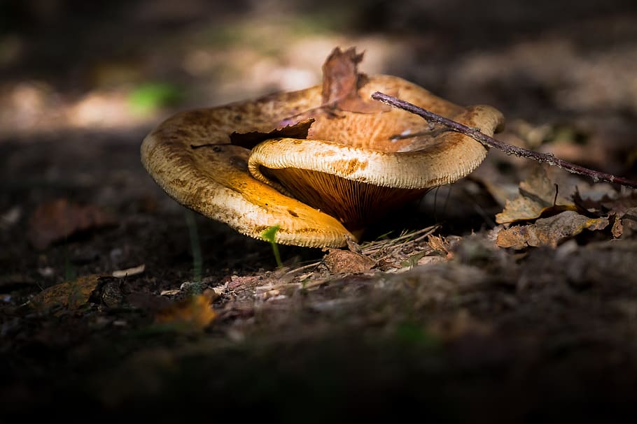 mushroom, ground, forest, dark, fungus, food, leaf, selective focus HD wallpaper