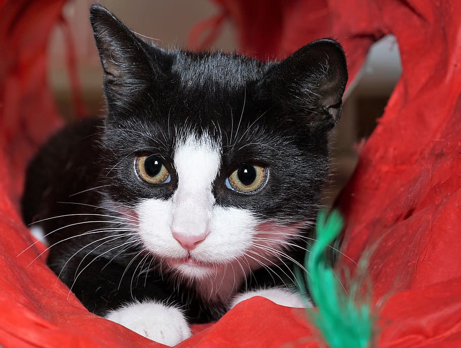 cat, black, white, tunnel, red, pet, animal, domestic cat, kitten HD wallpaper