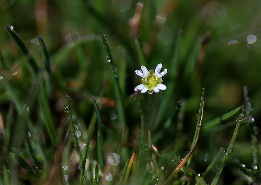 flower, white, spring, coloring, nature, supplies, small, plant HD wallpaper