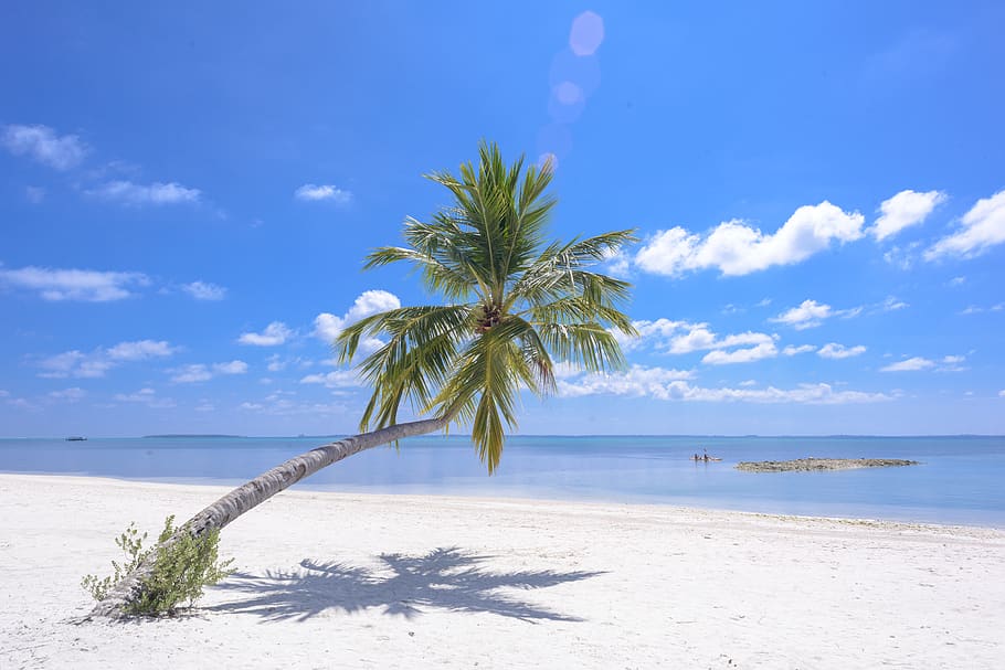 Photo of Coconut Tree On Seashore, beach, clouds, coconut trees HD wallpaper